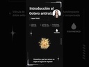 Gotero anti raíz